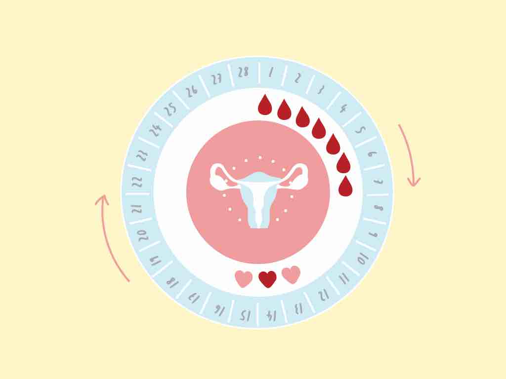 ciclo mestruale milano